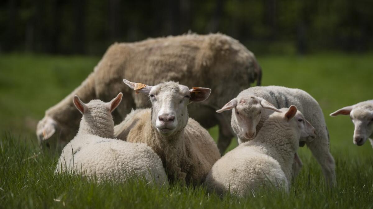 Sheeps are seen on the meadow of Sylwia Szlandrowicz and Ruslan Kozynko farm " Frontiera Ranch" in the Masuria - polish lake region, May 15, 2020. The sheep and cows are in the meadow, the cheese is ripening in a room on the ground floor -- just the kind of scene attracting increasing numbers of Polish cityslickers away from the urban jungle. Wojtek RADWANSKI / AFP