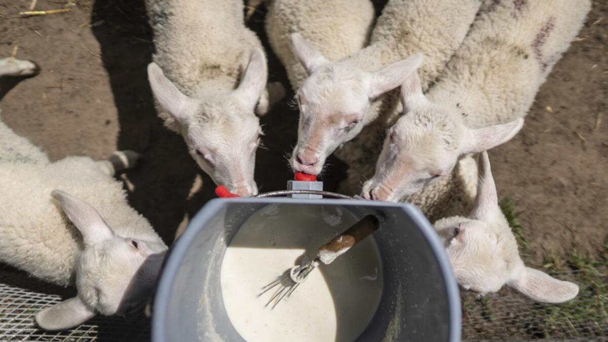 Lambs are seen during feeding time in Sylwia Szlandrowicz and Ruslan Kozynko farm " Frontiera Ranch" in the Masuria - polish lake region, May 15, 2020. The sheep and cows are in the meadow, the cheese is ripening in a room on the ground floor -- just the kind of scene attracting increasing numbers of Polish cityslickers away from the urban jungle. Wojtek RADWANSKI / AFP