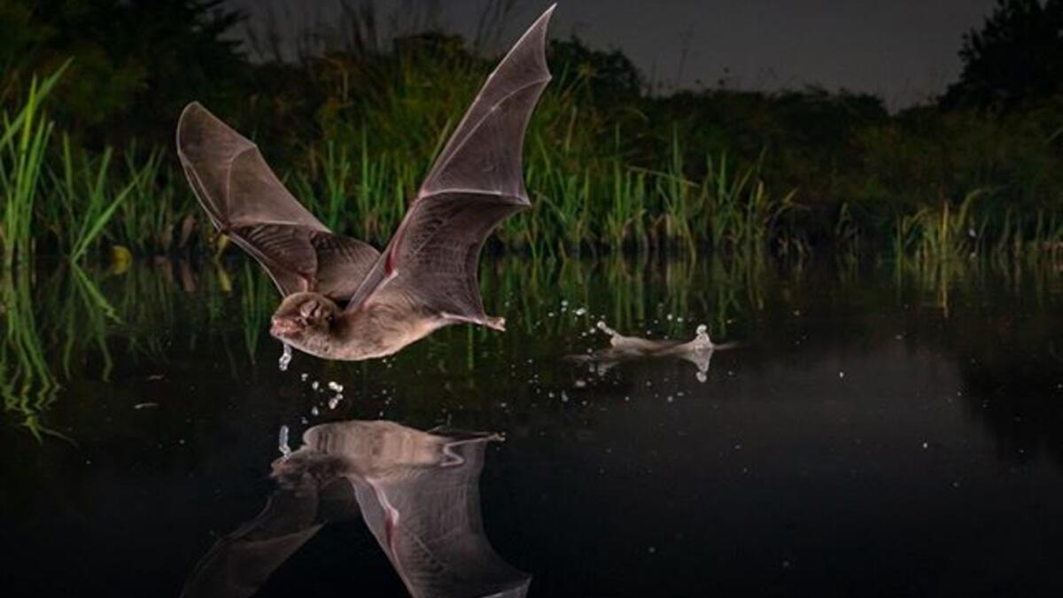 الحياة المُجنحة: (رشفة) للمصوّر "بيوتر نسكريكي"، والتي التقطها في منتزه جورونغوسا الوطني في موزمبيق.