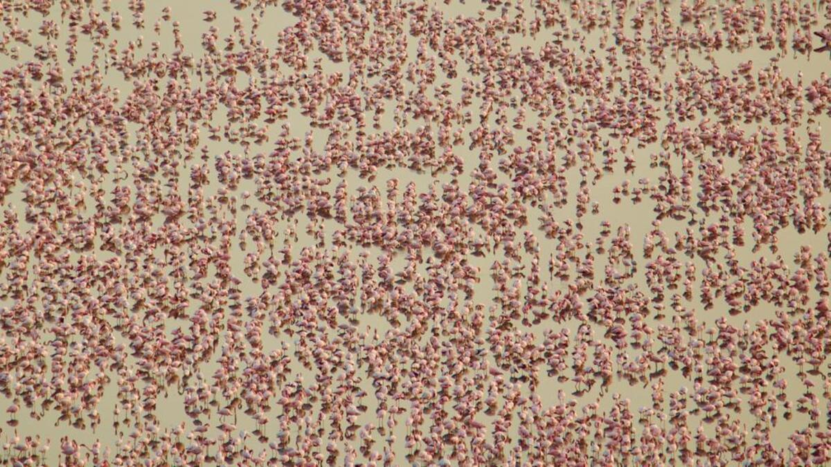 Pictures clicked by my daughter Surabhi Agarwal from window in Navi Mumbai of Wetlands in Seawods forming part of National Wetlands Atlas  (Twitter)