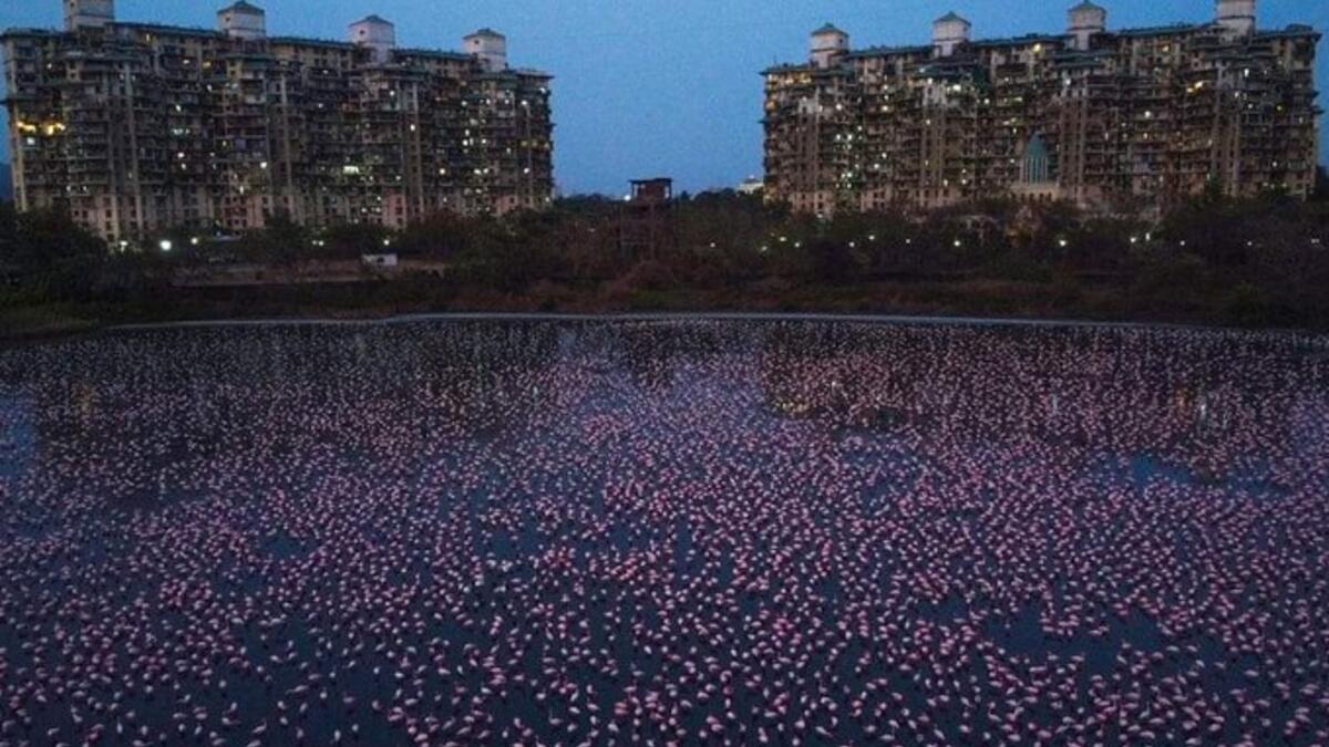 Sea of Pink can be seen behind NRI complex at Navi Mumbai (Twitter)