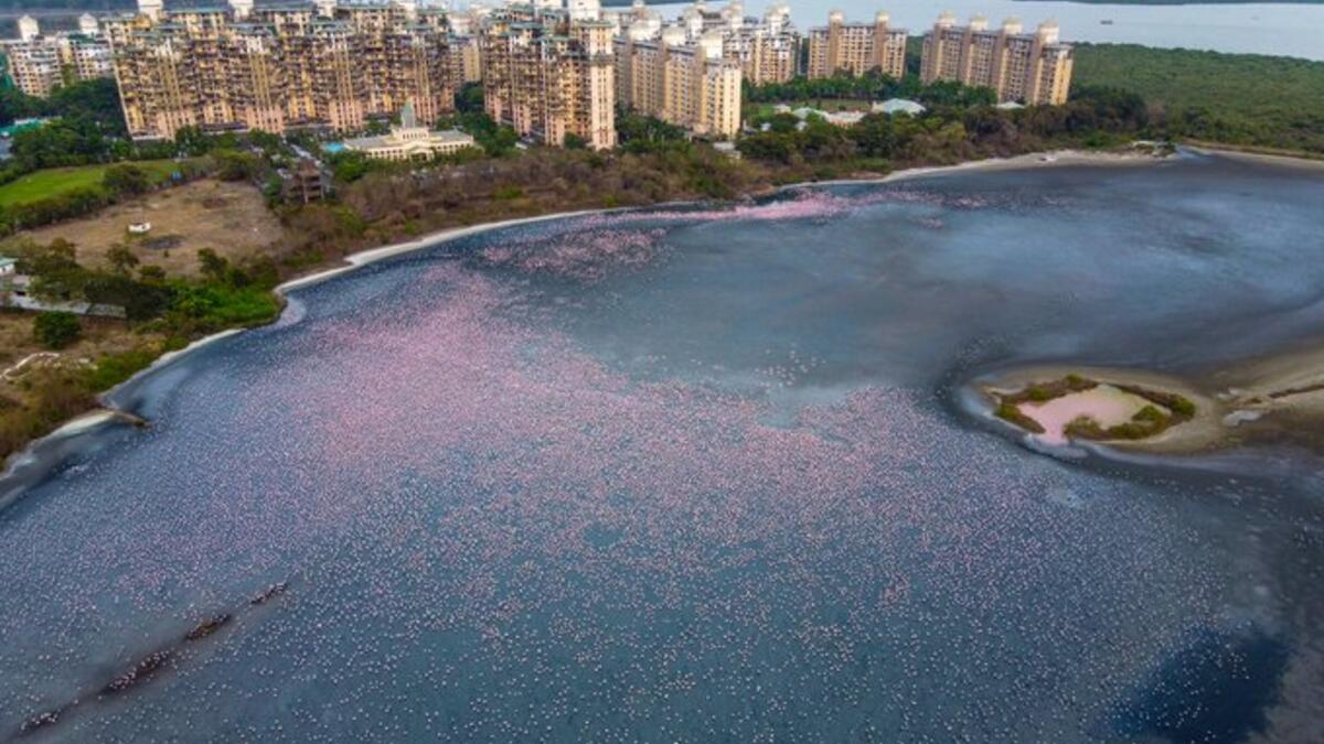 Sea of Pink can be seen behind NRI complex at Navi Mumbai (Twitter)