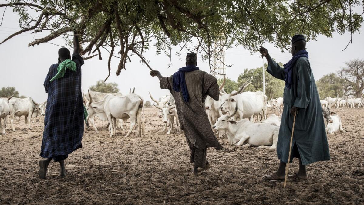 Fulani herders look on at their livestock from the shade of a tree at a water point in Dolly on May 30, 2020. Dolly is a pastoral reserve where Fulani pastoralists can come as a refuge before heading back North as the first rains fall. COVID-19 coronavirus restrictions have closed down markets and regional movement, as a result Fulani herders are struggling to move to areas such as Dolly which have more grazing land and access to water. JOHN WESSELS / AFP