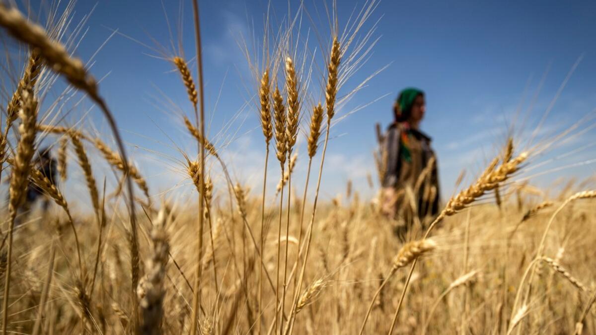A Kurdish female volunteer, from the newly formed Community Protection Forces, guards a wheat field, against threats by jihadists to burn the crops, during harvest season on June 13, 2020, in the countryside east of Qamishli in Syria's northeastern Hasakah province. Delil SOULEIMAN / AFP