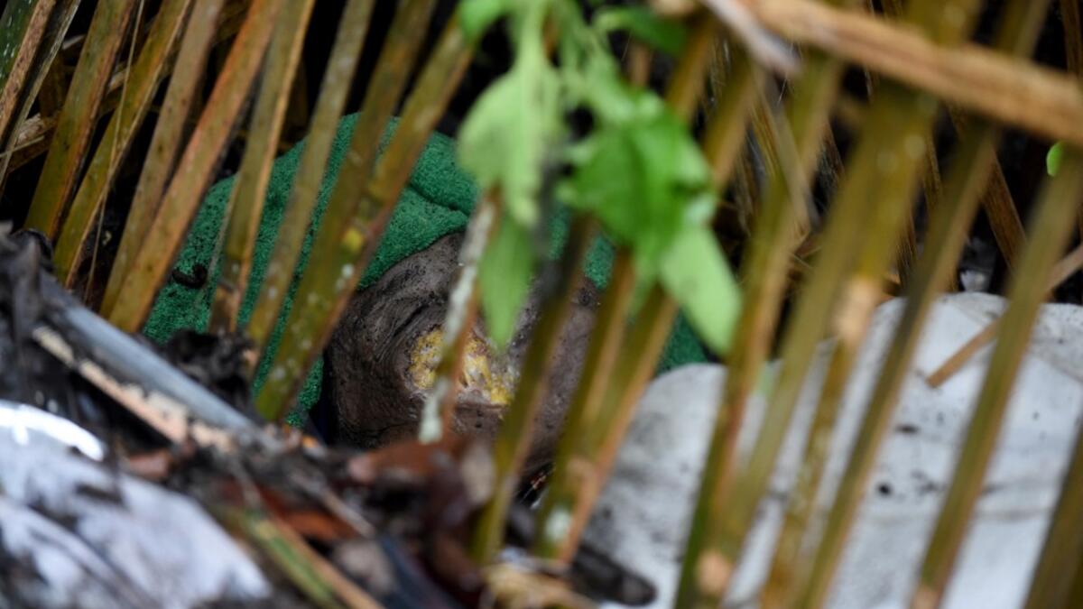 For centuries Bali's Trunyanese people have left their dead to decompose in the open air, the bodies placed in bamboo cages until only the skeletons remain -- a ritual they haven't given up -- even as the COVID-19 pandemic upends burial practices worldwide.  SONNY TUMBELAKA / AFP