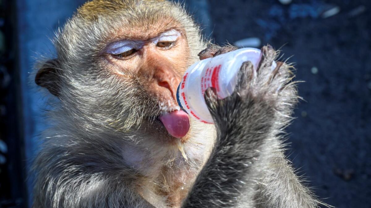 This picture taken on June 20, 2020 shows a longtail macaque drinking yoghurt in the town of Lopburi, some 155km north of Bangkok. Lopburi's monkey population, which is the town's main tourist attraction, doubled to 6,000 in the last three years, forcing authorities to start a sterilisation campaign. Mladen ANTONOV / AFP
