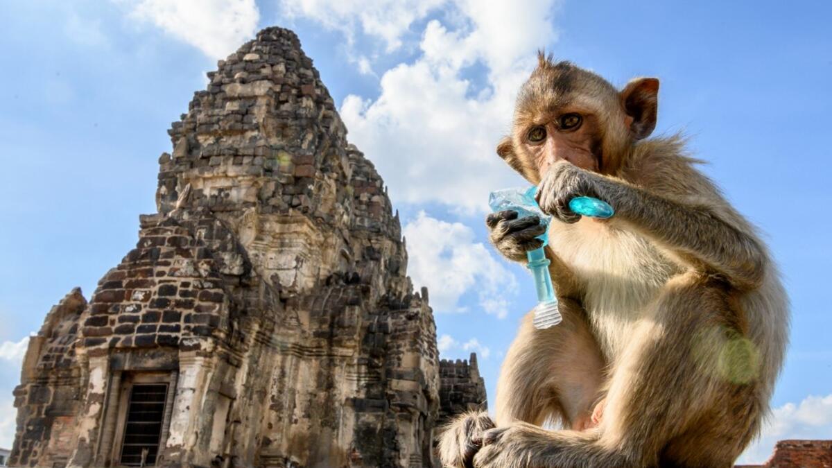 This picture taken on June 20, 2020 shows a longtail macaque drinking juice in front of the Prang Sam Yod Buddhist temple in the town of Lopburi, some 155km north of Bangkok. Lopburi's monkey population, which is the town's main tourist attraction, doubled to 6,000 in the last three years, forcing authorities to start a sterilisation campaign. Mladen ANTONOV / AFP
