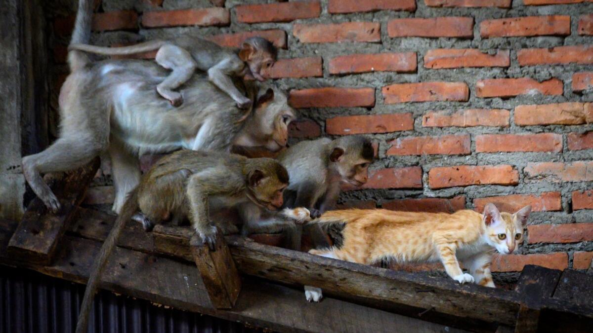 Longtail macaques pull the tail of a cat in an abandoned building in the town of Lopburi, some 155km north of Bangkok, on June 21, 2020. Lopburi's monkey population, which is the town's main tourist attraction, doubled to 6,000 in the last three years, forcing authorities to start a sterilisation campaign. Mladen ANTONOV / AFP