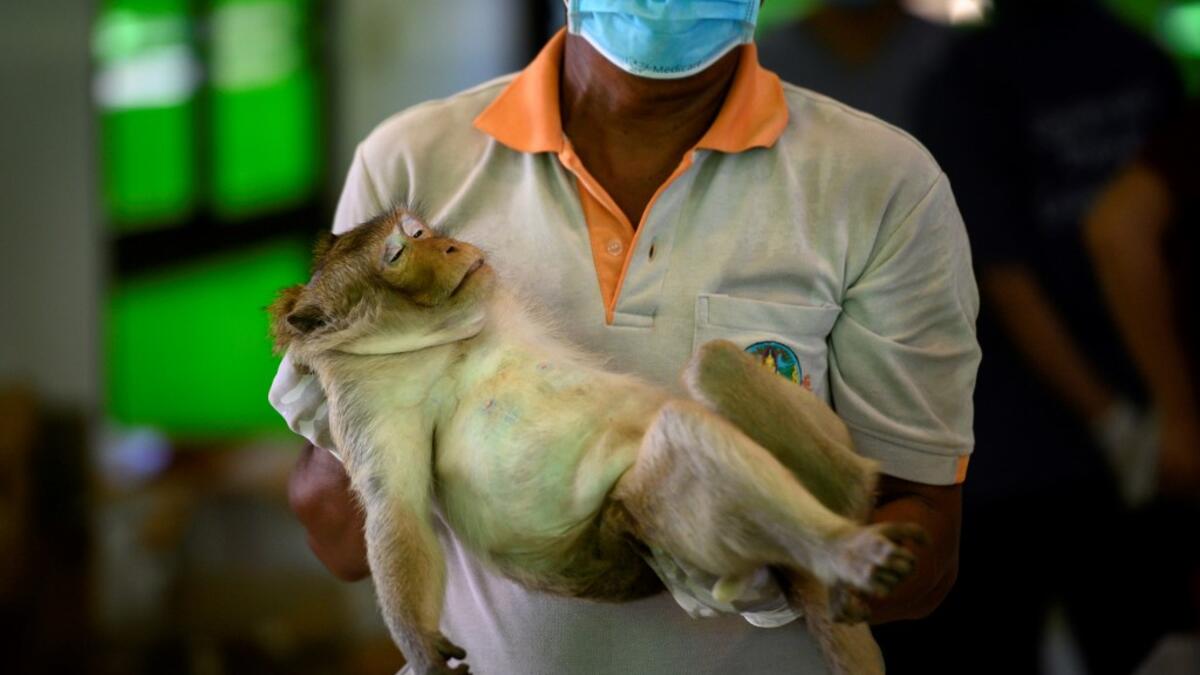 A park ranger carries a longtail macaque before its sterilisation in the town of Lopburi, some 155km north of Bangkok, on June 21, 2020. Lopburi's monkey population, which is the town's main tourist attraction, doubled to 6,000 in the last three years, forcing authorities to start a sterilisation campaign. Mladen ANTONOV / AFP