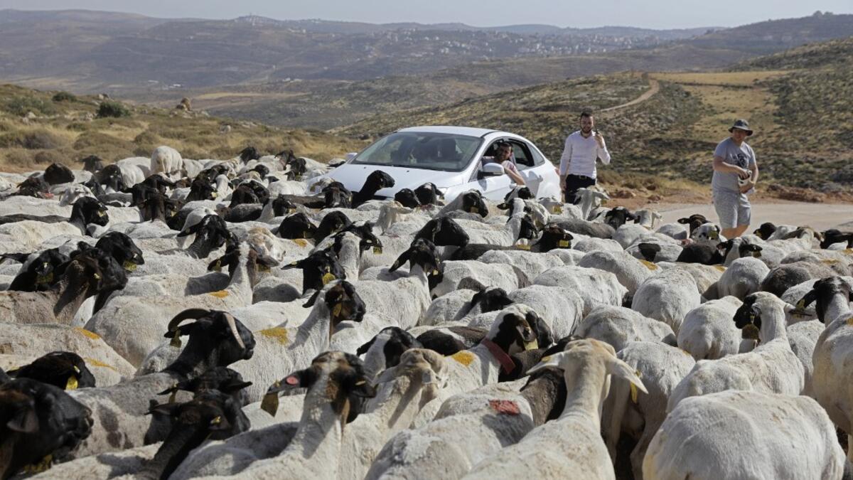 Israelis looks at a herd of sheep belonging to settlers from a nearby outpost of Itamar settlement, southeast of the Palestinian city of Nablus, on June 8, 2020 in the occupied West Bank. The government of Israeli Prime Minister Benjamin Netanyahu has said it could begin the process to annex Jewish settlements in the West Bank as well as the strategic Jordan Valley from July 1. The plan -- endorsed by Washington -- would see the creation of a Palestinian state, but on reduced territory, and without Palestin