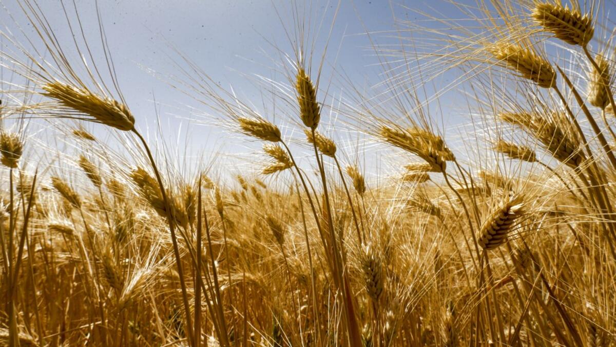 This picture taken on June 18, 2020 shows wheat stems growing in a field during the harvest season in the countryside of al-Kaswa, south of Syria's capital Damascus. Heavy rain and reduced violence provided a relief to Syrian farmers with a good harvest this year, as a tanking economy leaves millions hungry across his war-torn country. Prior to the outbreak of the conflict in 2011, Syria produced more than 4.1 million tonnes of wheat, enough to feed its entire population. But production plunged to record lo