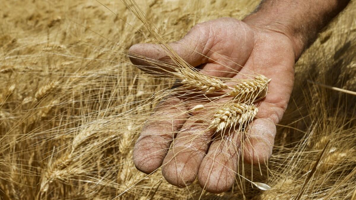 A farmer harvests wheat in a field in the countryside of al-Kaswa, south of Syria's capital Damascus, on June 18, 2020. Heavy rain and reduced violence provided a relief to Syrian farmers with a good harvest this year, as a tanking economy leaves millions hungry across his war-torn country. Prior to the outbreak of the conflict in 2011, Syria produced more than 4.1 million tonnes of wheat, enough to feed its entire population. But production plunged to record lows during the war, boosting reliance on import