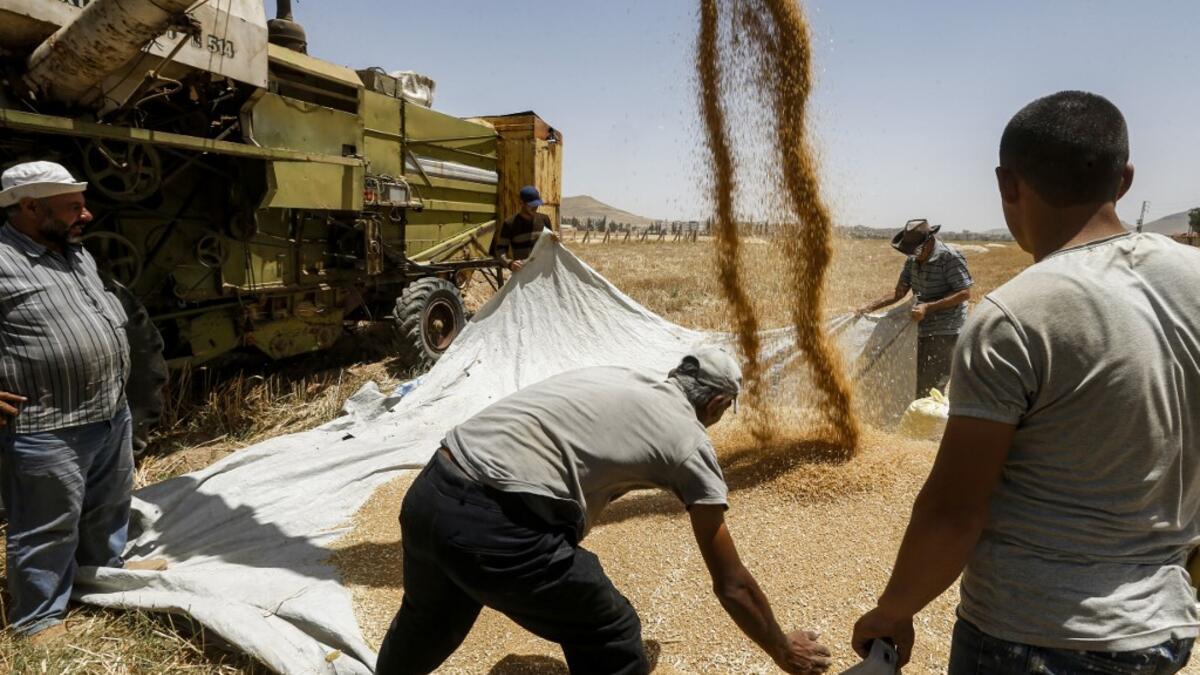Farmers spread around wheat kernels unloaded from a combine harvester before being packaged into sacks, in a field in the countryside of al-Kaswa, south of Syria's capital Damascus on June 18, 2020. Heavy rain and reduced violence provided a relief to Syrian farmers with a good harvest this year, as a tanking economy leaves millions hungry across his war-torn country. Prior to the outbreak of the conflict in 2011, Syria produced more than 4.1 million tonnes of wheat, enough to feed its entire population. Bu