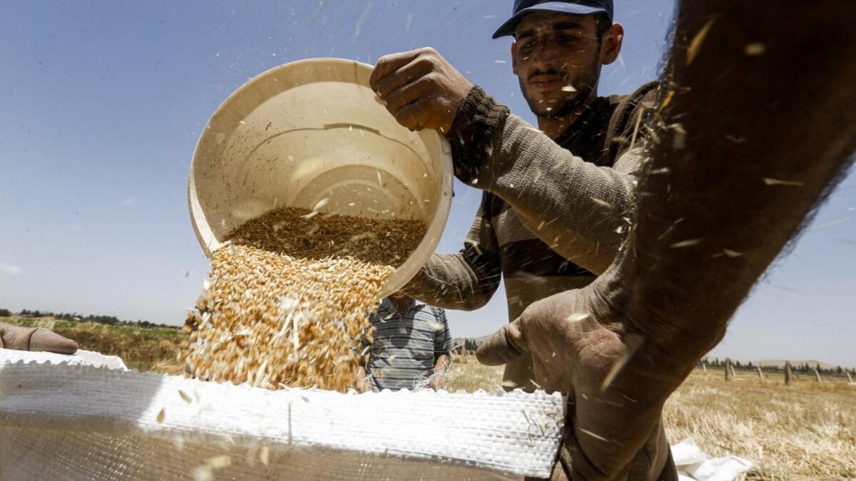 A farmer pours a bucket of wheat kernels into a sack during the harvest season, in a field in the countryside of al-Kaswa, south of Syria's capital Damascus, on June 18, 2020. Heavy rain and reduced violence provided a relief to Syrian farmers with a good harvest this year, as a tanking economy leaves millions hungry across his war-torn country. Prior to the outbreak of the conflict in 2011, Syria produced more than 4.1 million tonnes of wheat, enough to feed its entire population. But production plunged to