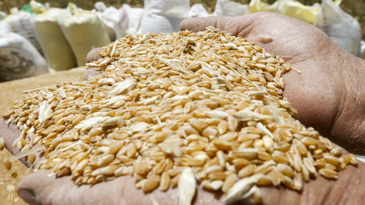 A farmer holds in his hands wheat kernels during the harvest season, in a field in the countryside of al-Kaswa, south of Syria's capital Damascus, on June 18, 2020. Heavy rain and reduced violence provided a relief to Syrian farmers with a good harvest this year, as a tanking economy leaves millions hungry across his war-torn country. Prior to the outbreak of the conflict in 2011, Syria produced more than 4.1 million tonnes of wheat, enough to feed its entire population. But production plunged to record low