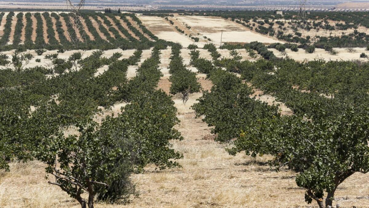 This picture taken on June 24, 2020 shows a view of pistachio trees growing at a pistachio orchard in the village of Maan, north of Hama in west-central Syria. Pistachio farmers in central Syria are hoping that reduced violence will help revive cultivation of what was once one of the country's top exports. LOUAI BESHARA / AFP
