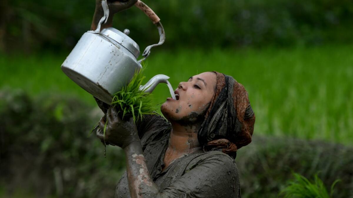 A woman drinks rice wine while planting rice during "National Paddy Day", which marks the start of the annual rice planting season, in Tokha village on the outskirts of Kathmandu on June 29, 2020. Splashing mud and drinking local rice beer, Nepali farmers this week celebrated National Paddy Day to mark the beginning of the rice-planting season, despite some coronavirus lockdown measures still in place. Traditional farming songs and laughter echoed in the air as farmers waded into waterlogged fields to sow g