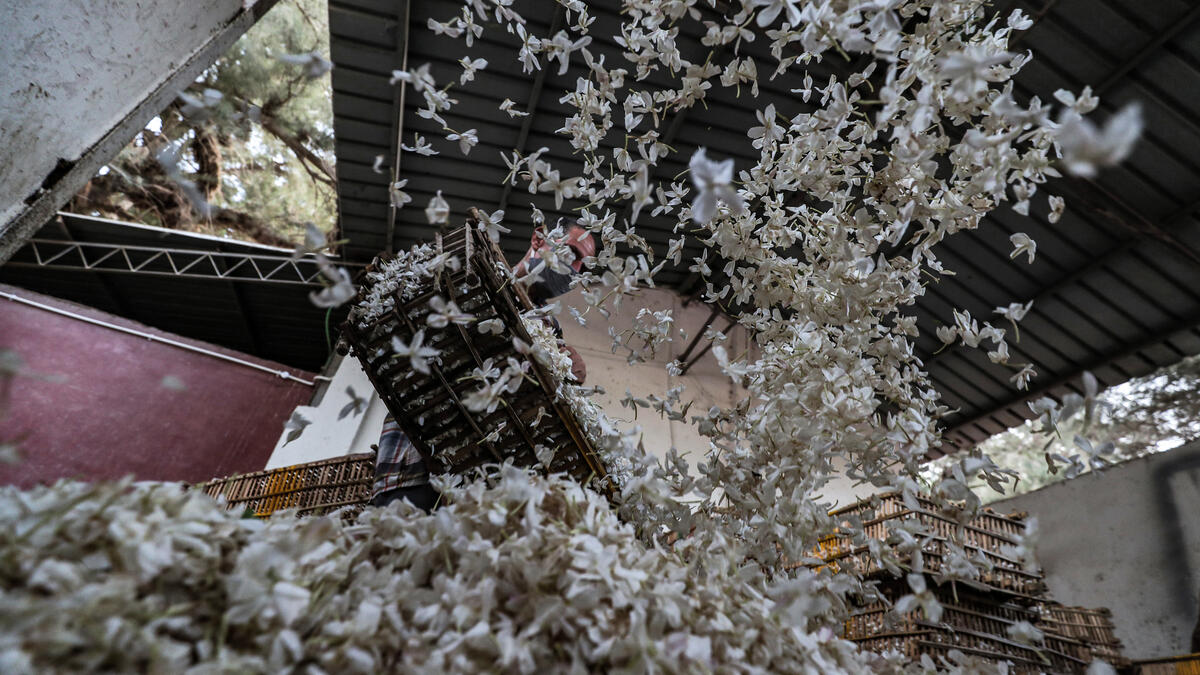 Workers unload baskets filled with harvested jasmine flowers at a warehouse in the village of Shubra Beloula in Egypt's northern Nile delta province of Gharbiya on July 23, 2020. MOHAMED EL-SHAHED / AFP