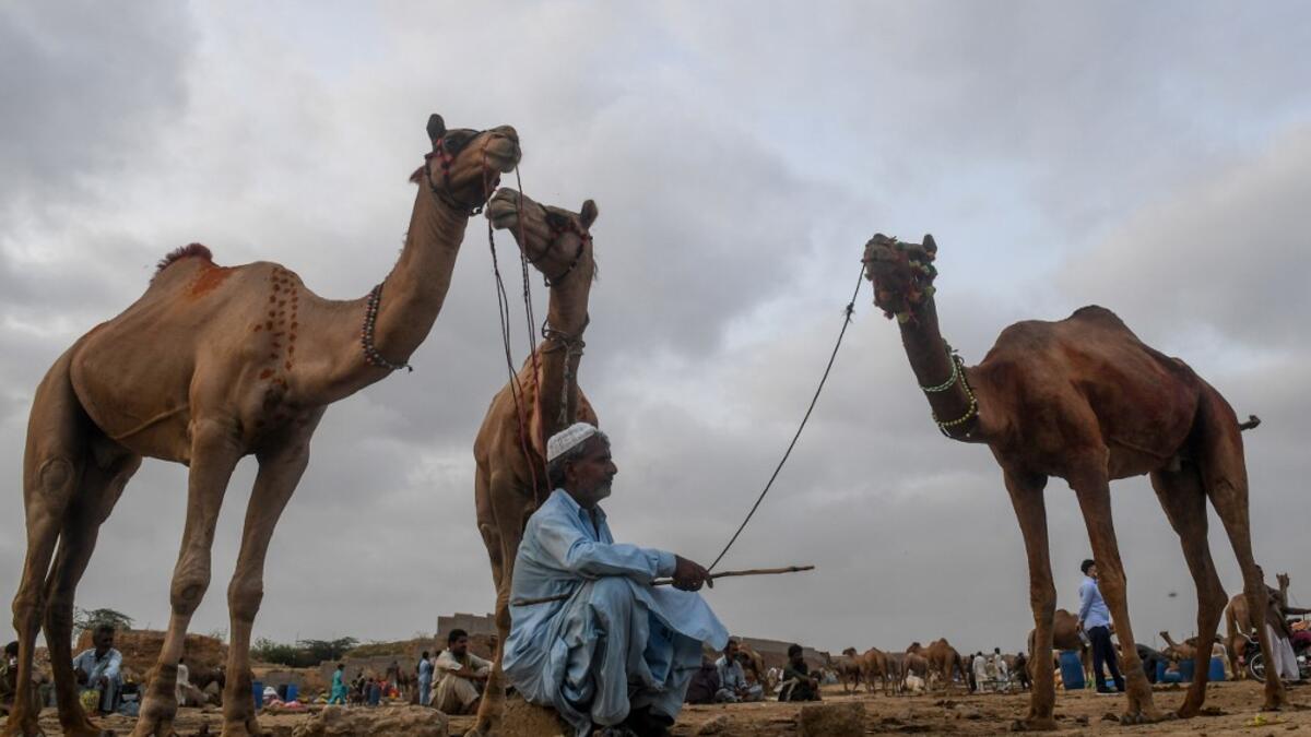 A livestock vendor sits along with camels as he waits for customers at a cattle market ahead of the Muslim festival Eid al-Adha or the 'Festival of Sacrifice', in the Pakistan's port city of Karachi on July 29, 2020.  Asif HASSAN / AFP