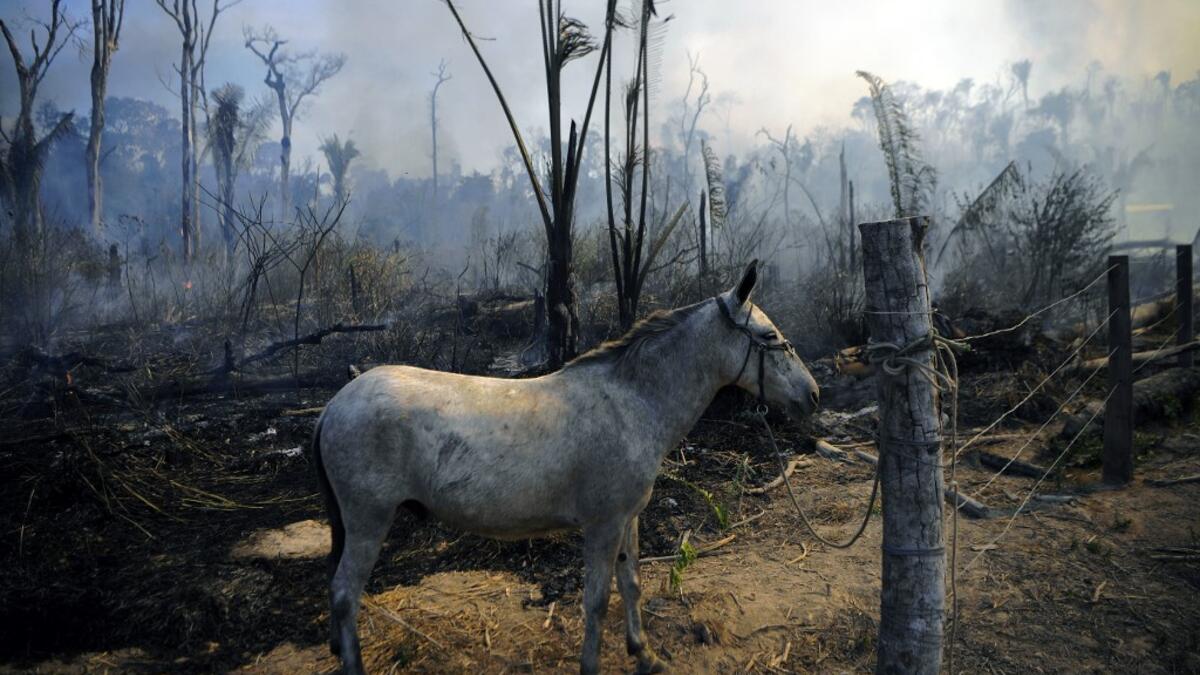 A donkey stands tied up next to a burnt area of Amazon rainforest reserve, south of Novo Progresso in Para state, on August 16, 2020. CARL DE SOUZA / AFP