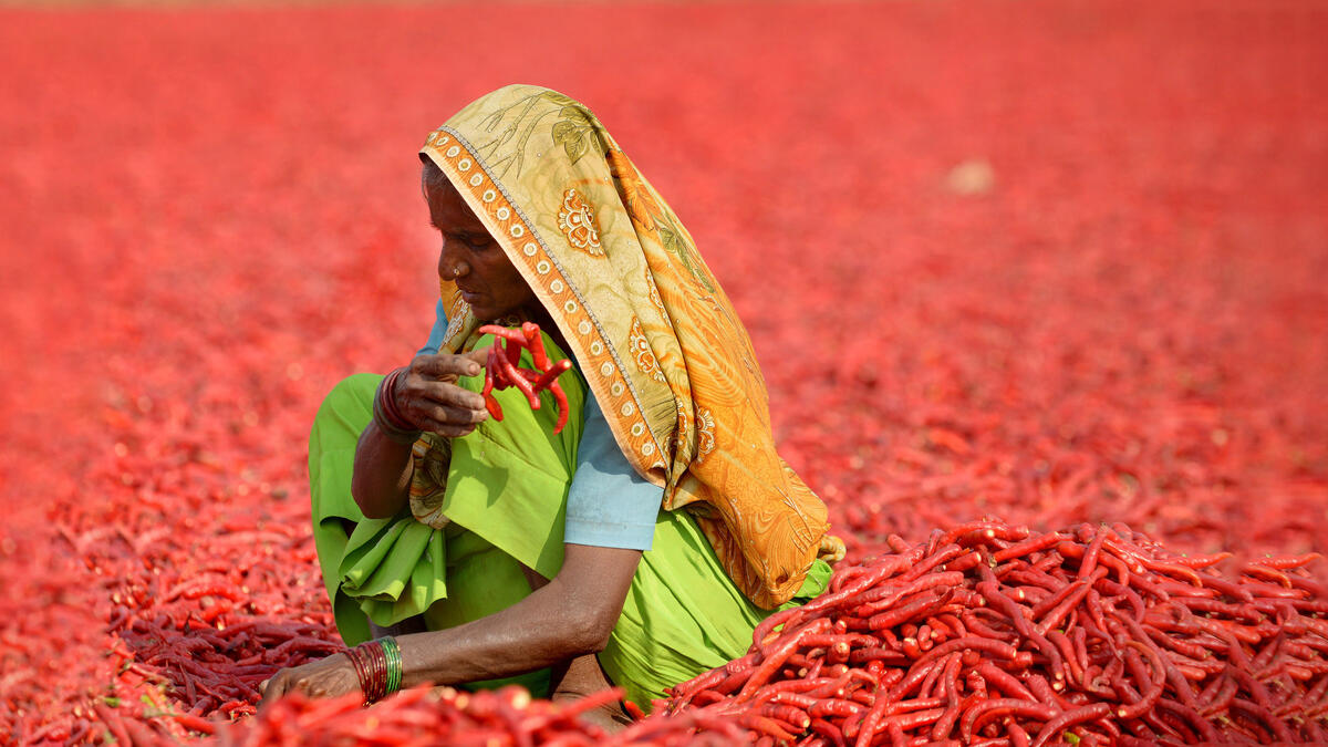 Woman working to dry the red chillies. SAM PANTHAKY/AFP/Getty Images