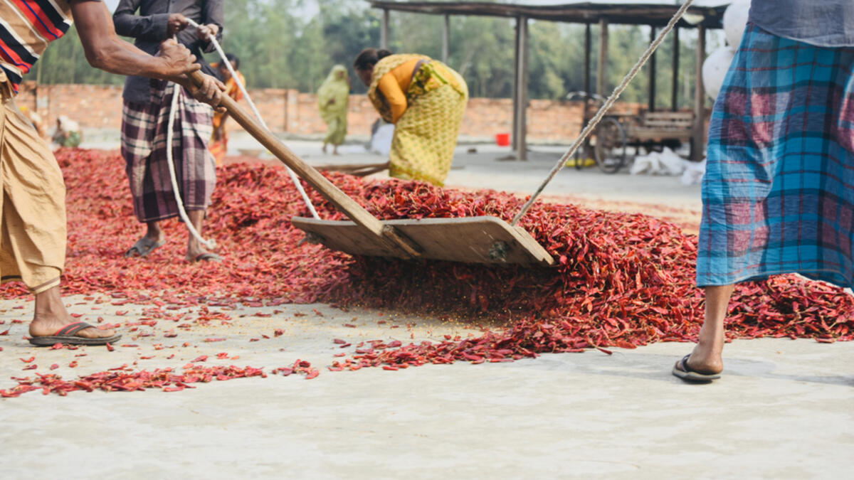 Bangladeshi people are working in a red chilies yard isolated unique photo.  (Shutterstock/ File photo)