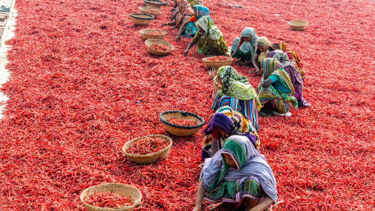Women are working to dry the red chillies in the sariakandi, Bogra. (Shutterstock/ File Photo)