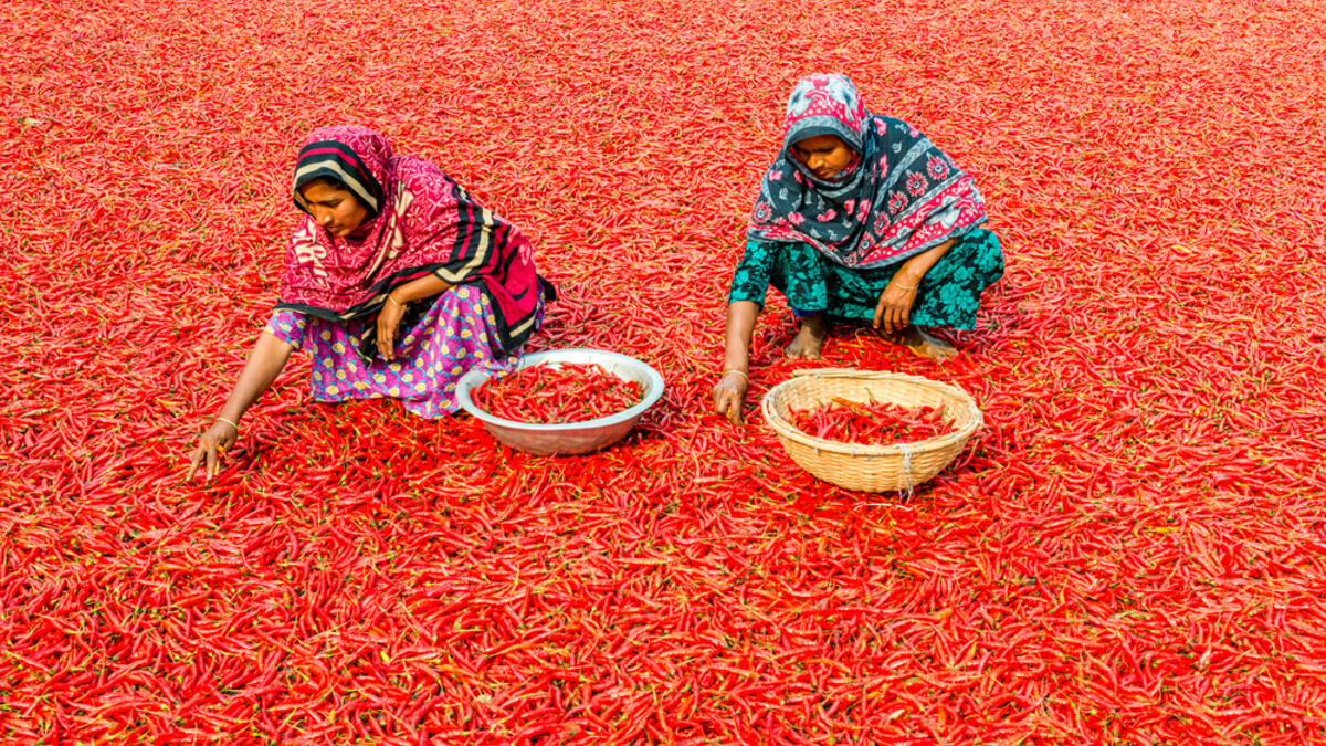 Women are working to dry the red chillies in the sariakandi, Bogra. (Shutterstock/ File Photo)