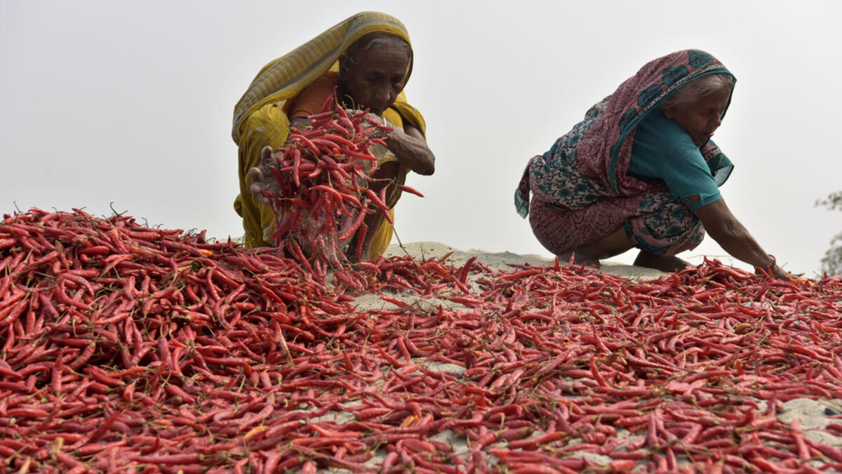 Bangladeshi women shorts red chilies after dry them under the sun at Bogra district, Bangladesh. (Shutterstock/ File photo)