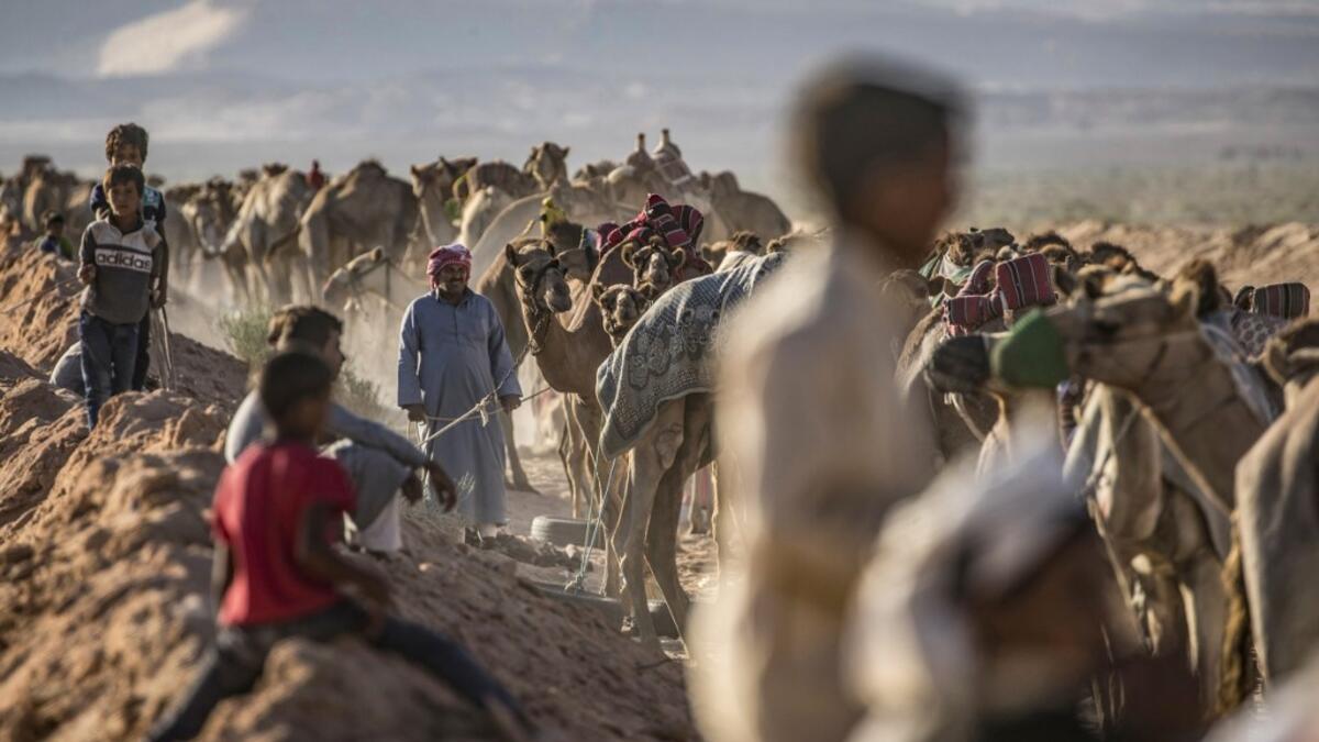 Bedouins prepare their camels for a race in Egypt's South Sinai desert on September 12, 2020, after more than six month of hiatus due to the coronavirus outbreak. Khaled DESOUKI / AFP