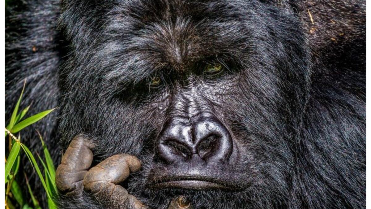 (الملل) للمصور "ماركوس ويستبرغ" - غوريلا جبلية في منتزه Mgahinga Gorilla الوطني، أوغندا.