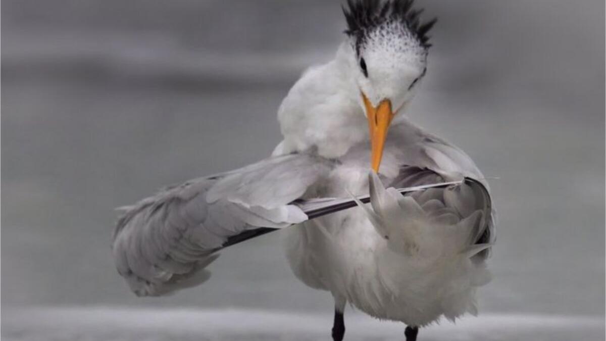 (الخرشنة تضبط جناحيها) للمصور "دانييلي ديرمو" – فلوريدا.