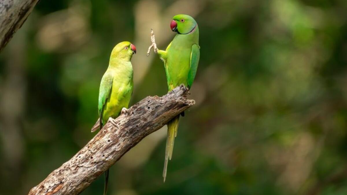 (تباعد اجتماعي) للمصور "بيتر سوشمان" - ببغاوات ذات حلقات وردية في منتزه كاودولا الوطني، سريلانكا.