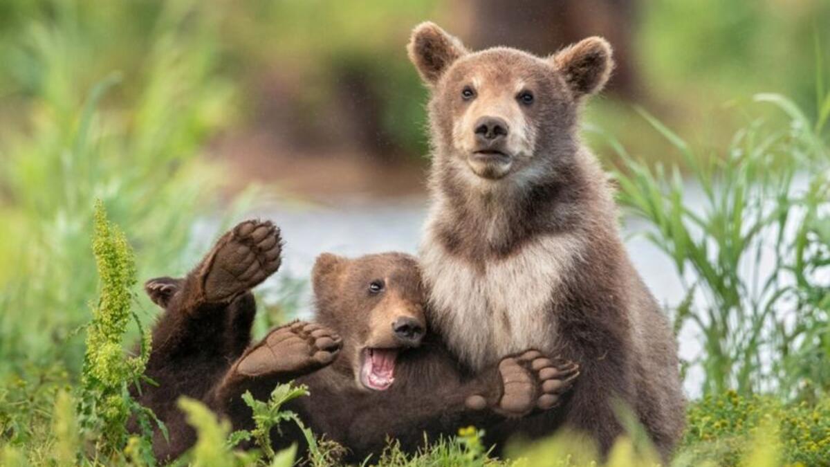 (لدينا جميعًا هذا الصديق) للمصور "يارين كلاين" - الدببة البنية في بحيرة كوريل، كامتشاتكا، روسيا.
