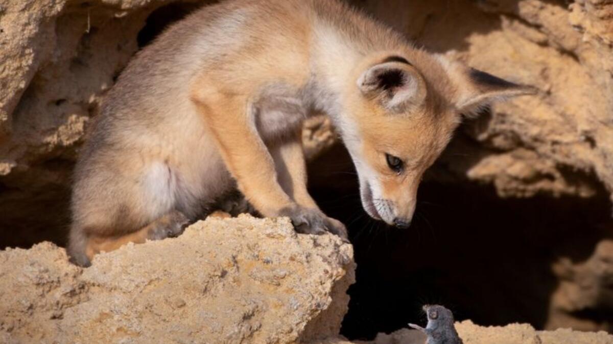 (مفاوضات صعبة) للمصور "أيالا فيشايمر". ثعلب وقارض في فلسطين.