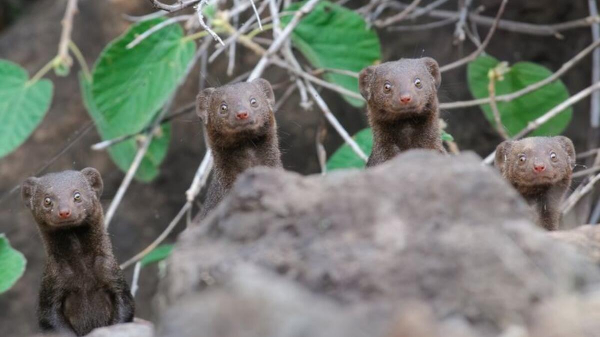 (ضحكات مفاجئة) للمصور "آساف سيريث" - النمس القزم في بحيرة بوجوريا، كينيا.