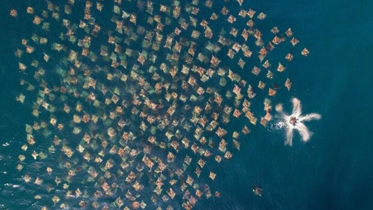 فئة الحياة البرية: نقص التباعد الاجتماعي - شفنين الطائر – للمصور "مارك كارواردين".