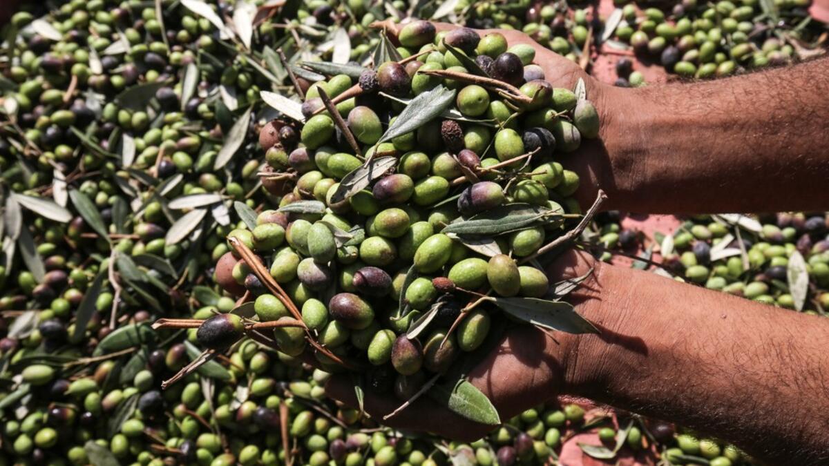 A Palestinian man shows a handful of freshly harvested olives in Rafah, in the southern Gaza Strip on October 4, 2020. SAID KHATIB / AFP