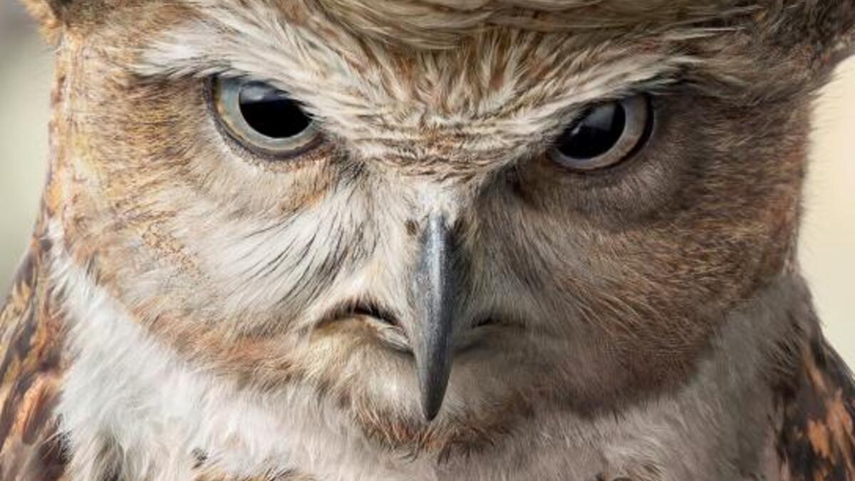 TOP Magazine Donald Trump (https://www.adsoftheworld.com/collection/donald_trump_in_advertising#)