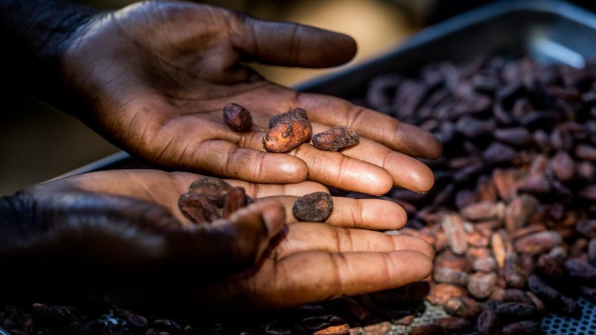 Sorting of cocoa beans according to their size and appearance is done in the workshops of Makaya Chocolat on December 23, 2020 in Petionville, Haiti. Although small in the face of South America's giants, Haiti is slowly developing its cocoa industry to ensure better incomes for thousands of modest farmers and to end the stereotype of gastronomic art known as the domain of wealthy countries. Valerie Baeriswyl / AFP