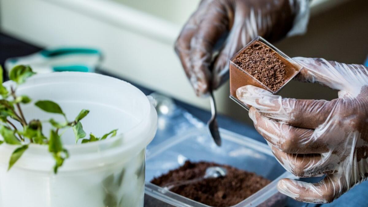 Preparation of a chocolate mousse by chocolate maker Ralph Leroy in the workshops of Makaya Chocolat on December 23, 2020 in Petionville, Haiti. Although small in the face of South America's giants, Haiti is slowly developing its cocoa industry to ensure better incomes for thousands of modest farmers and to end the stereotype of gastronomic art known as the domain of wealthy countries. Valerie Baeriswyl / AFP