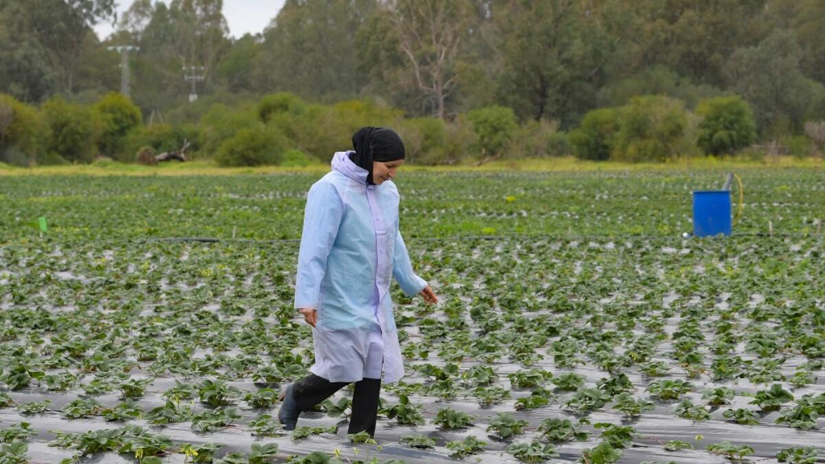 Tunisians already use certain flowers in their traditional cuisine. Some sweets feature dried rose petals, while lavender is an ingredient in a spice mix used in couscous recipes. But fresh flowers, which can be used for dishes from soups to salads as well as teas, are a novelty.  FETHI BELAID / AFP