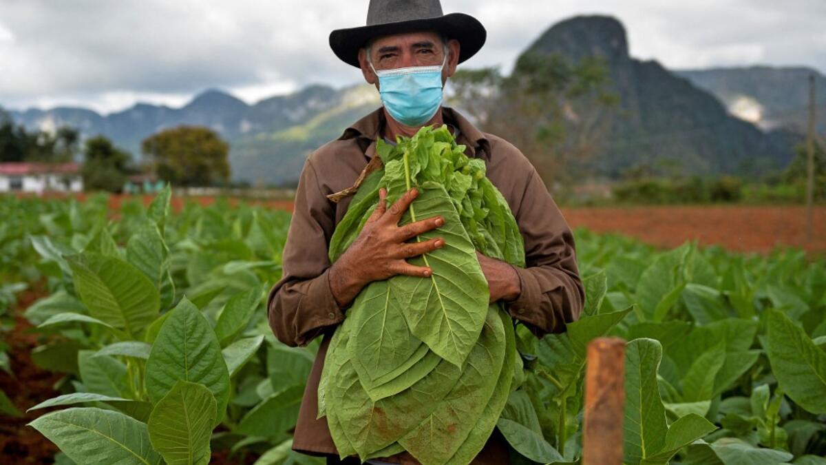 Eduardo Hernandez, owner of a private restaurant and a tobacco cultivator, works in his land in Vinales, Cuba, on January 28, 2021. At the foot of the majestic rock formations of Vinales, the terraces of the restaurants look empty and the lodgings have closed. With the arrival of COVID-19, the incipient prosperity of this Cuban town came to a halt and people abandoned tourism jobs to return to work the land. YAMIL LAGE / AFP