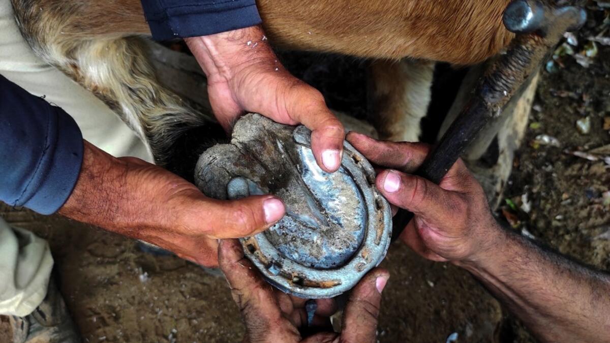 Yusmani Garcia, a blacksmith and tour guide, puts a horseshoe on a horse at his house in Vinales, Cuba, on January 28, 2021. At the foot of the majestic rock formations of Vinales, the terraces of the restaurants look empty and the lodgings have closed. With the arrival of COVID-19, the incipient prosperity of this Cuban town came to a halt and people abandoned tourism jobs to return to work the land. YAMIL LAGE / AFP