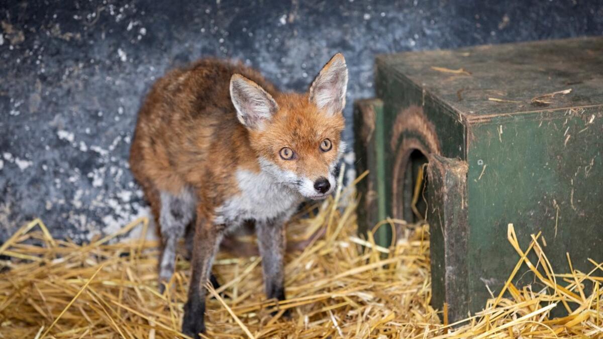 A wild fox is cared for at Wildlife Rehabilitation Ireland's new premises situated behind the Tara na Ri Pub, which is shuttered due to the Covid-19 pandemic, at Garlow Cross outside Navan in County Meath, Ireland on February 18, 2021. Since Ireland's first coronavirus lockdown pub the Tara Na Ri has been closed to regulars, but now it hosts a menagerie of new clientèle as the nation's first wildlife hospital. PAUL FAITH / AFP