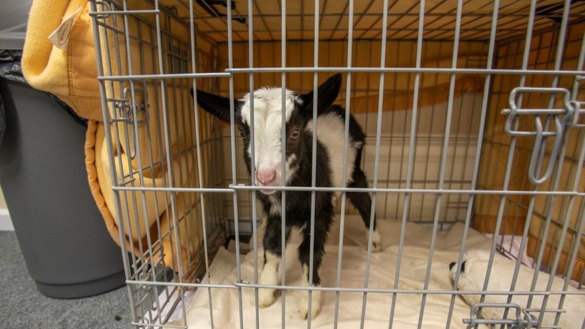 A two week-old native wild Irish goat which was found on a mountainside and named Liam, is cared for at Wildlife Rehabilitation Ireland's new premises situated behind the Tara na Ri Pub, which is shuttered due to the Covid-19 pandemic, at Garlow Cross outside Navan in County Meath, Ireland on February 18, 2021. Since Ireland's first coronavirus lockdown pub the Tara Na Ri has been closed to regulars, but now it hosts a menagerie of new clientèle as the nation's first wildlife hospital. PAUL FAITH / AFP