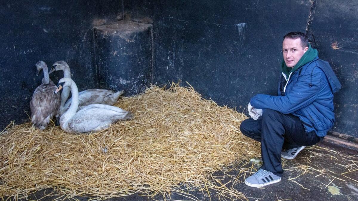 Animal Manager of Wildlife Rehabilitation Ireland, Dan Donoher checks wounded swans at their new premises situated behind the Tara na Ri Pub, which is shuttered due to the Covid-19 pandemic, at Garlow Cross outside Navan in County Meath, Ireland on February 18, 2021. Since Ireland's first coronavirus lockdown pub the Tara Na Ri has been closed to regulars, but now it hosts a menagerie of new clientèle as the nation's first wildlife hospital. PAUL FAITH / AFP