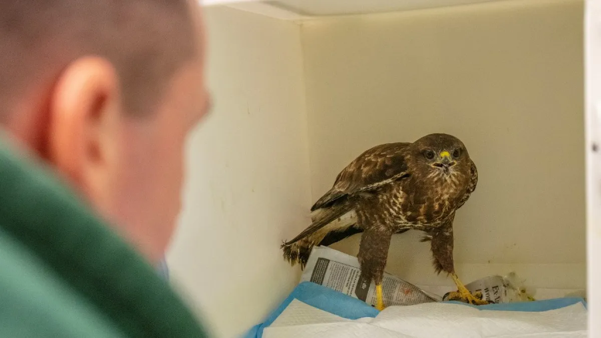 Animal Manager of Wildlife Rehabilitation Ireland, Dan Donoher examines a wounded buzzard at their new premises situated behind the Tara na Ri Pub, which is shuttered due to the Covid-19 pandemic, at Garlow Cross outside Navan in County Meath, Ireland on February 18, 2021. Since Ireland's first coronavirus lockdown pub the Tara Na Ri has been closed to regulars, but now it hosts a menagerie of new clientèle as the nation's first wildlife hospital. PAUL FAITH / AFP