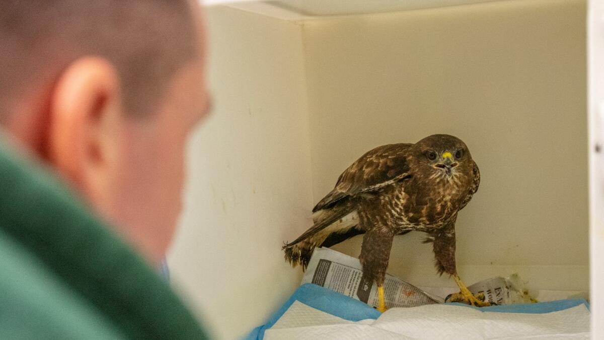 Animal Manager of Wildlife Rehabilitation Ireland, Dan Donoher examines a wounded buzzard at their new premises situated behind the Tara na Ri Pub, which is shuttered due to the Covid-19 pandemic, at Garlow Cross outside Navan in County Meath, Ireland on February 18, 2021. Since Ireland's first coronavirus lockdown pub the Tara Na Ri has been closed to regulars, but now it hosts a menagerie of new clientèle as the nation's first wildlife hospital. PAUL FAITH / AFP