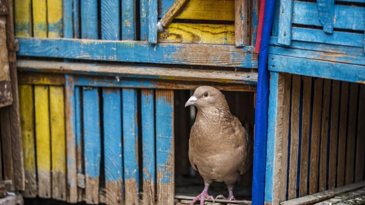 A pigeon perches on a coop atop a rooftop Giza
